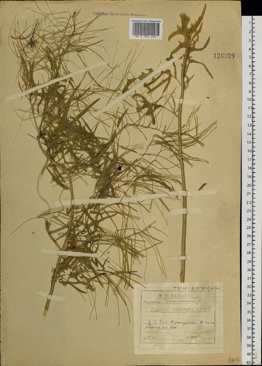 Sisymbrium heteromallum C.A.Mey., Siberia, Baikal & Transbaikal region (S4) (Russia)