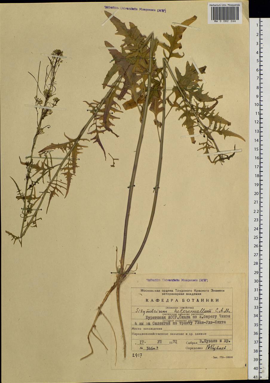 Sisymbrium heteromallum C. A. Mey., Siberia, Baikal & Transbaikal region (S4) (Russia)