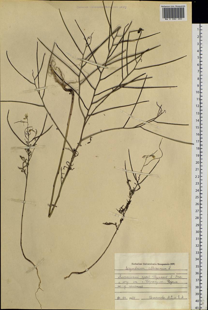 Sisymbrium altissimum L., Siberia, Altai & Sayany Mountains (S2) (Russia)