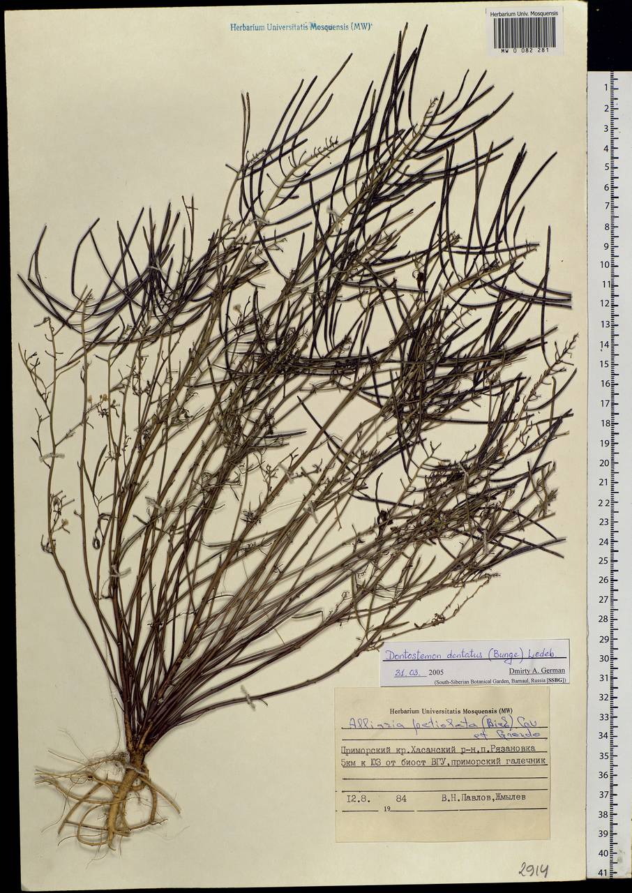 Alliaria petiolata (M.Bieb.) Cavara & Grande, Siberia, Russian Far East (S6) (Russia)