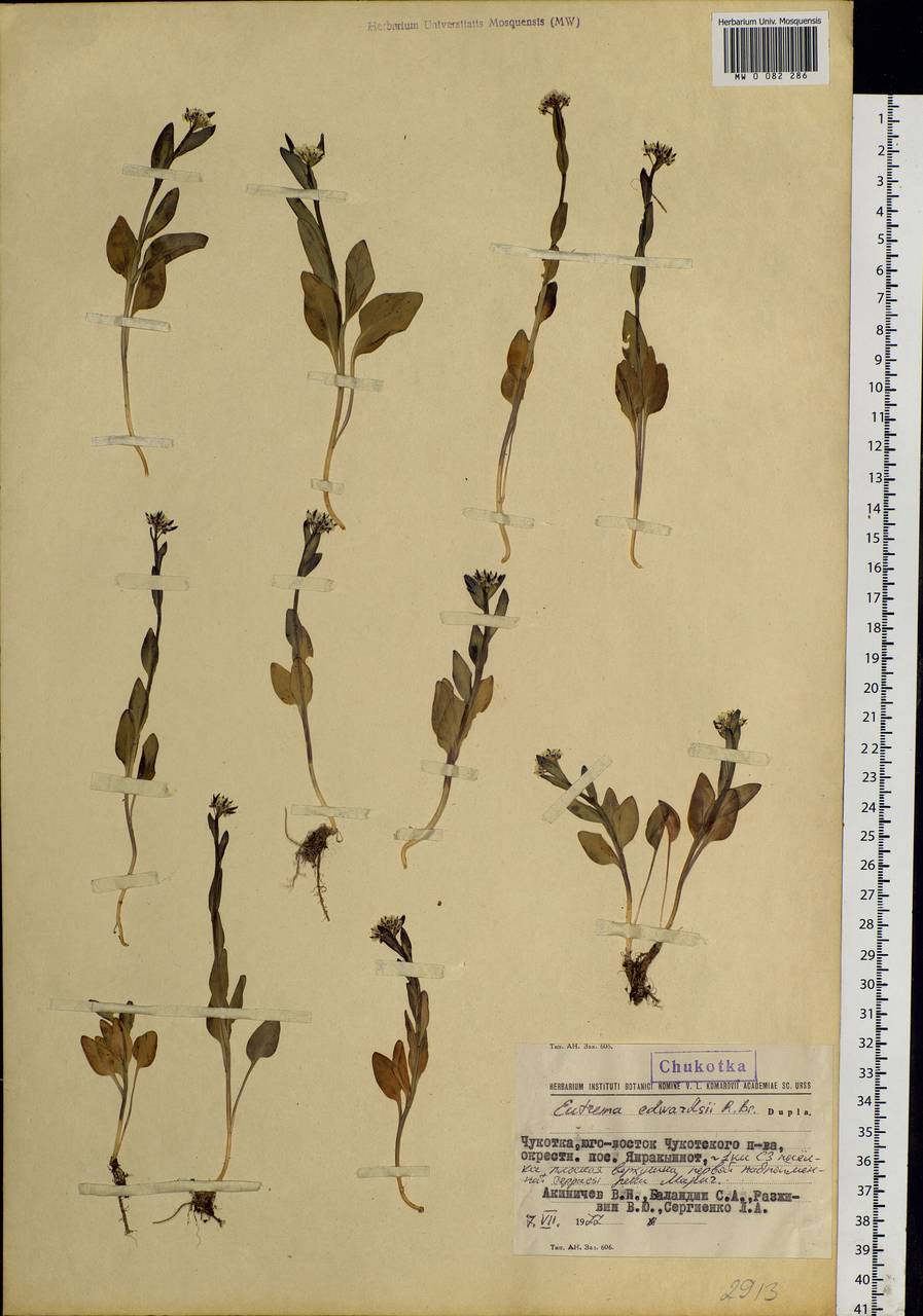 Eutrema edwardsii R.Br., Siberia, Chukotka & Kamchatka (S7) (Russia)