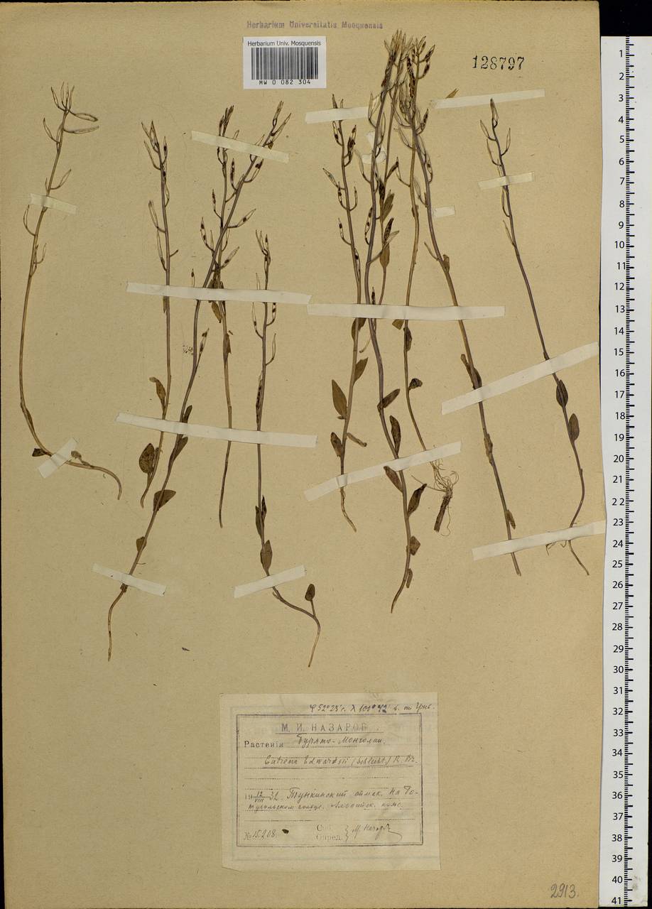 Eutrema edwardsii R. Br., Siberia, Baikal & Transbaikal region (S4) (Russia)