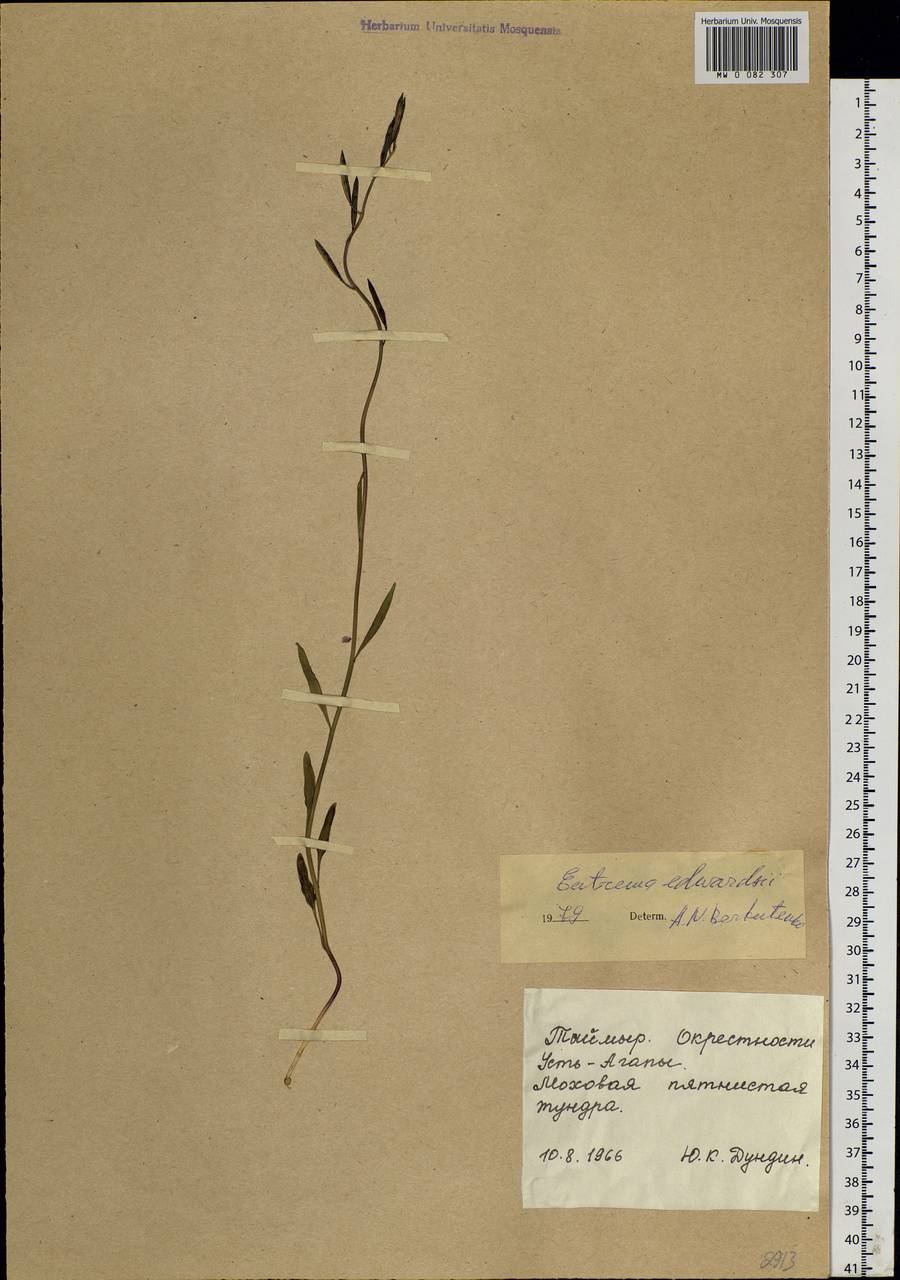Eutrema edwardsii R. Br., Siberia, Central Siberia (S3) (Russia)