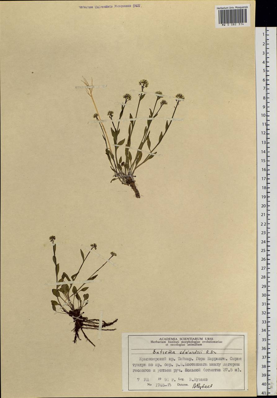 Eutrema edwardsii R. Br., Siberia, Central Siberia (S3) (Russia)