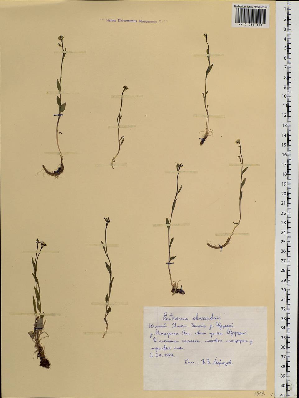 Eutrema edwardsii R.Br., Siberia, Western Siberia (S1) (Russia)