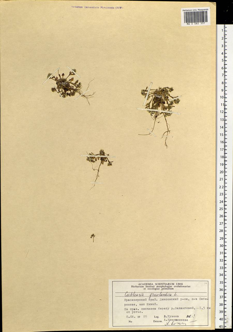 Cochlearia groenlandica L., Siberia, Central Siberia (S3) (Russia)