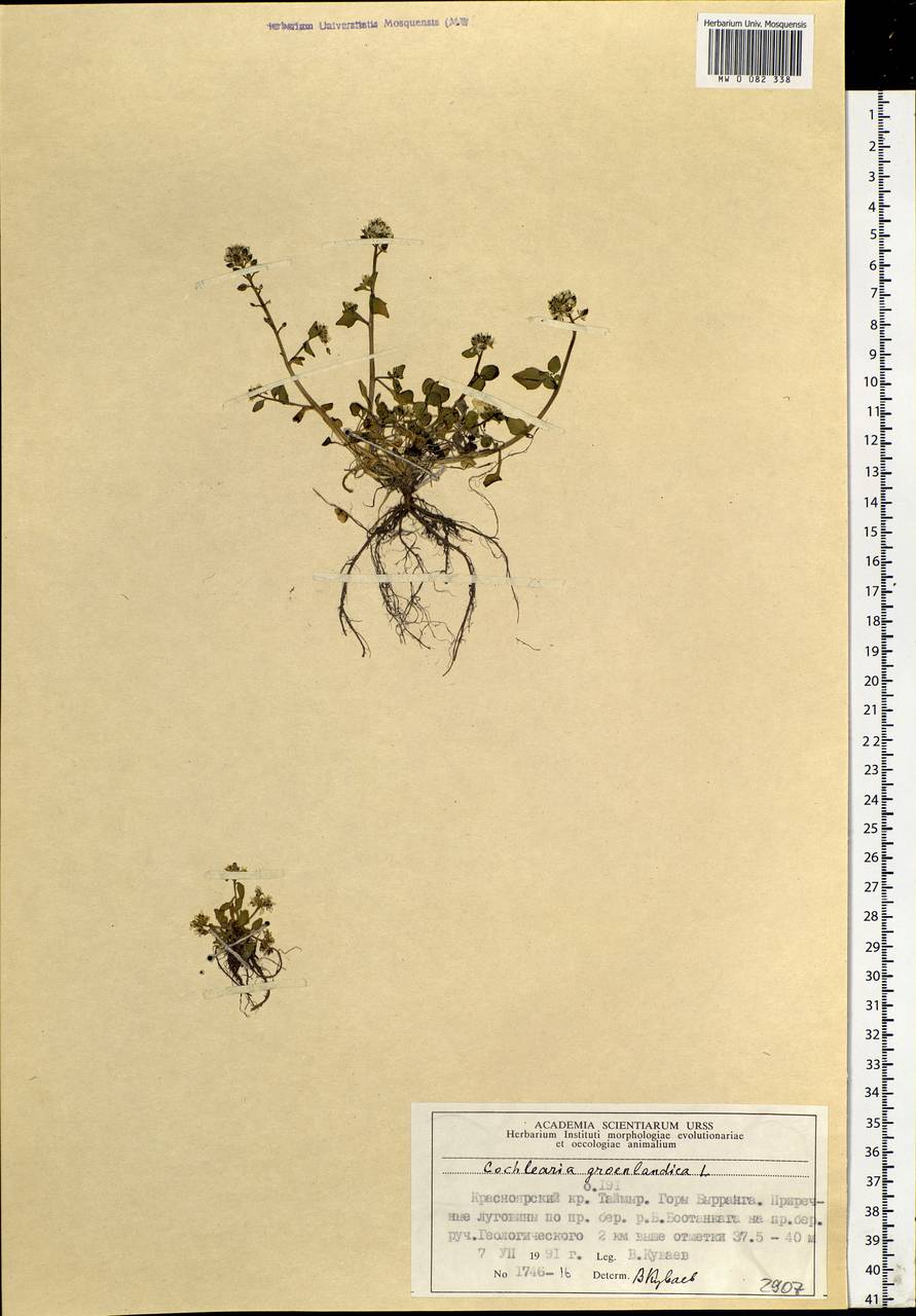 Cochlearia groenlandica L., Siberia, Central Siberia (S3) (Russia)