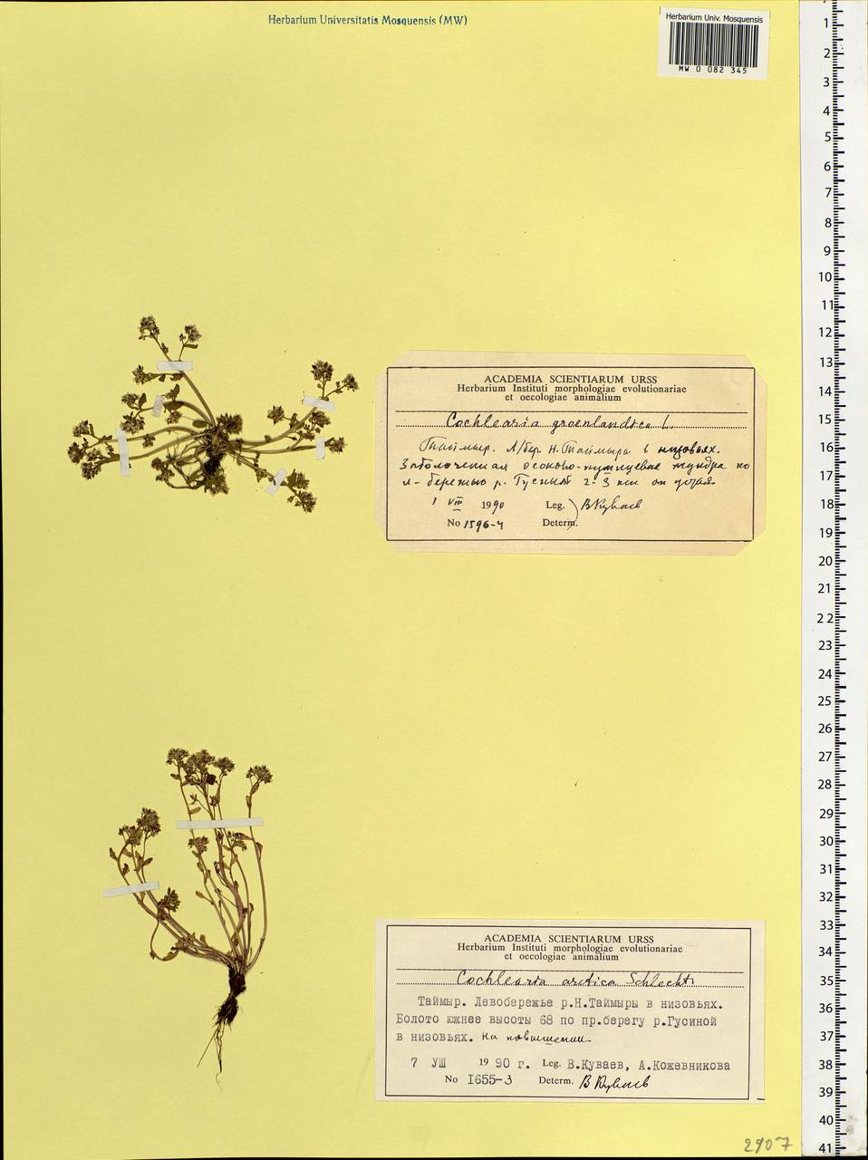 Cochlearia groenlandica L., Siberia, Central Siberia (S3) (Russia)