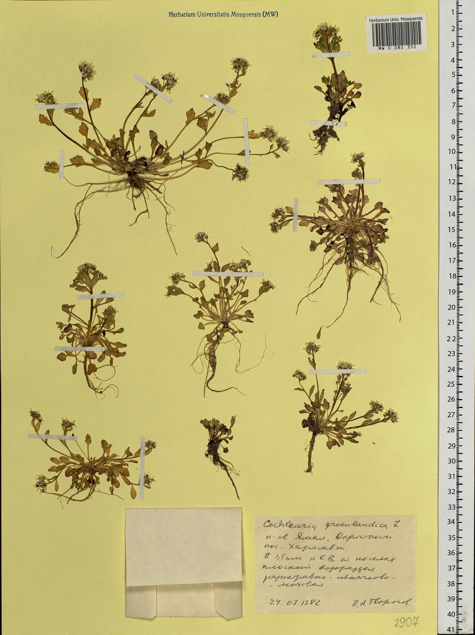 Cochlearia groenlandica L., Siberia, Western Siberia (S1) (Russia)