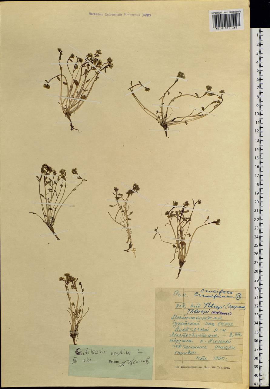 Cochlearia groenlandica L., Siberia, Chukotka & Kamchatka (S7) (Russia)