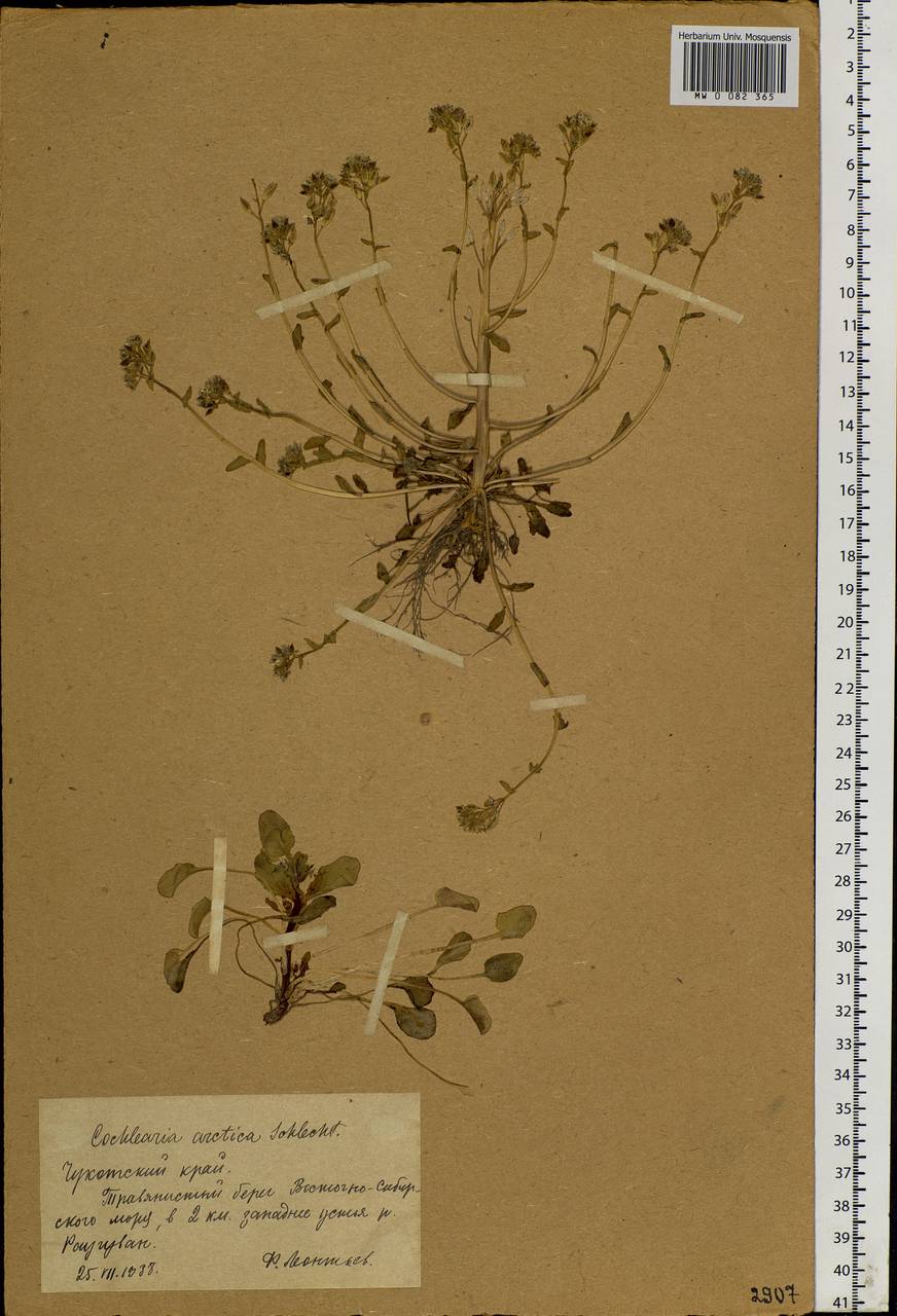 Cochlearia groenlandica L., Siberia, Chukotka & Kamchatka (S7) (Russia)