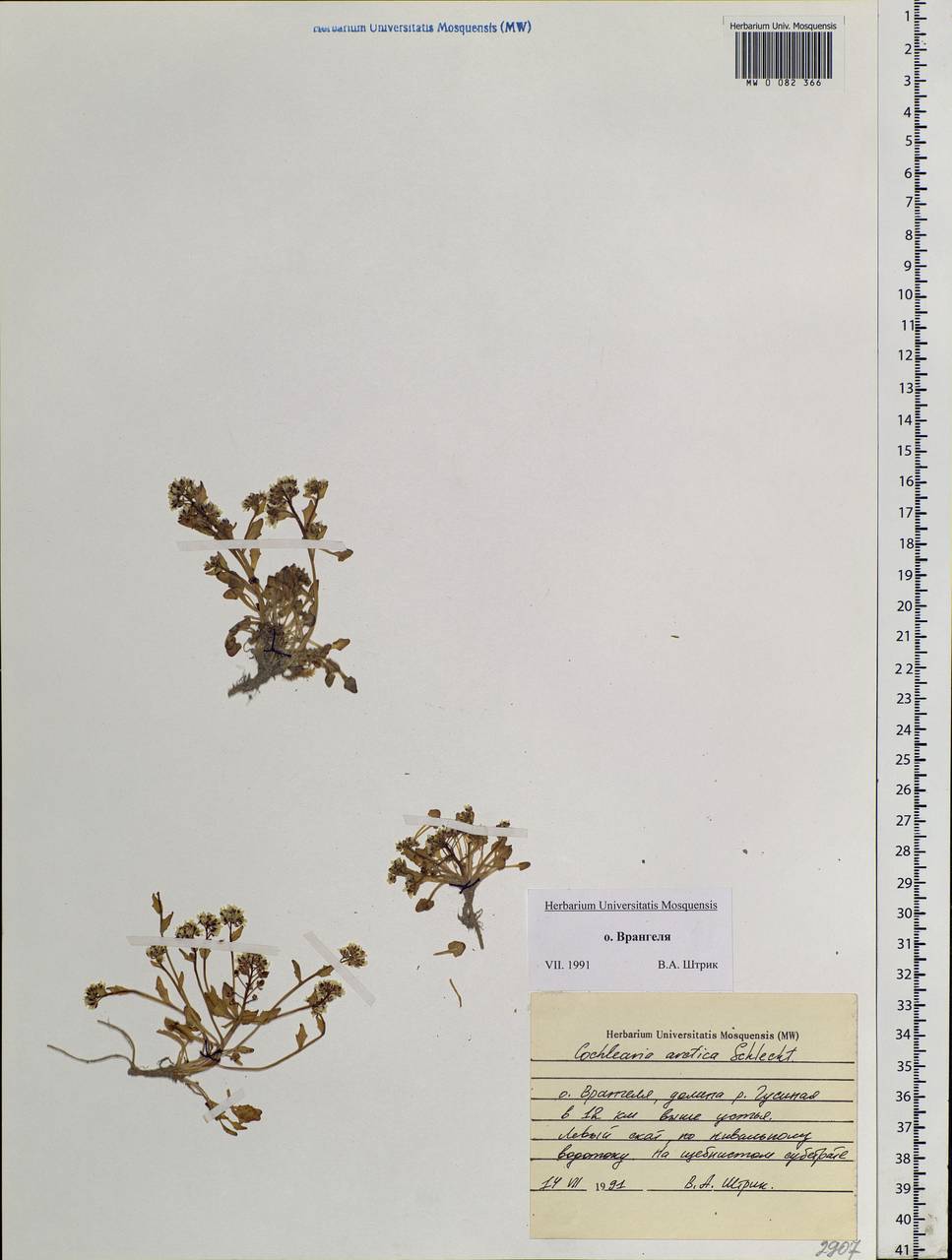 Cochlearia groenlandica L., Siberia, Chukotka & Kamchatka (S7) (Russia)