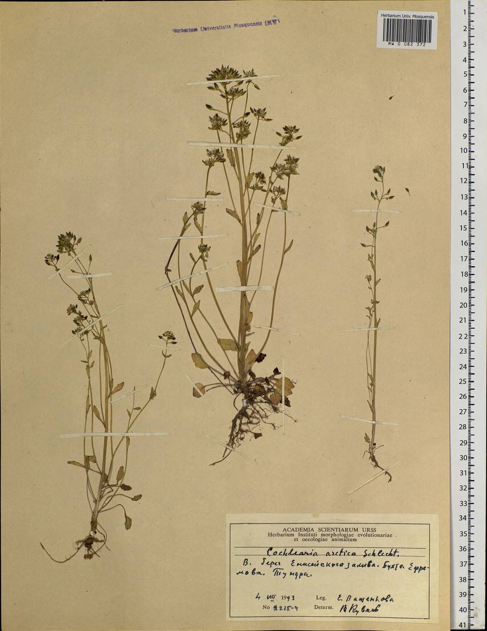 Cochlearia groenlandica L., Siberia, Central Siberia (S3) (Russia)