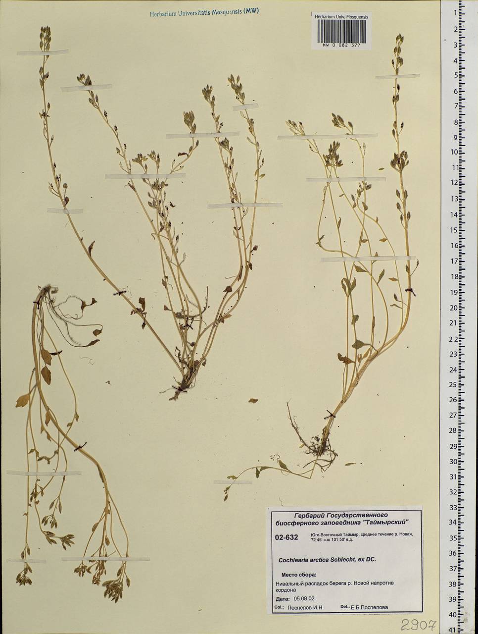 Cochlearia groenlandica L., Siberia, Central Siberia (S3) (Russia)