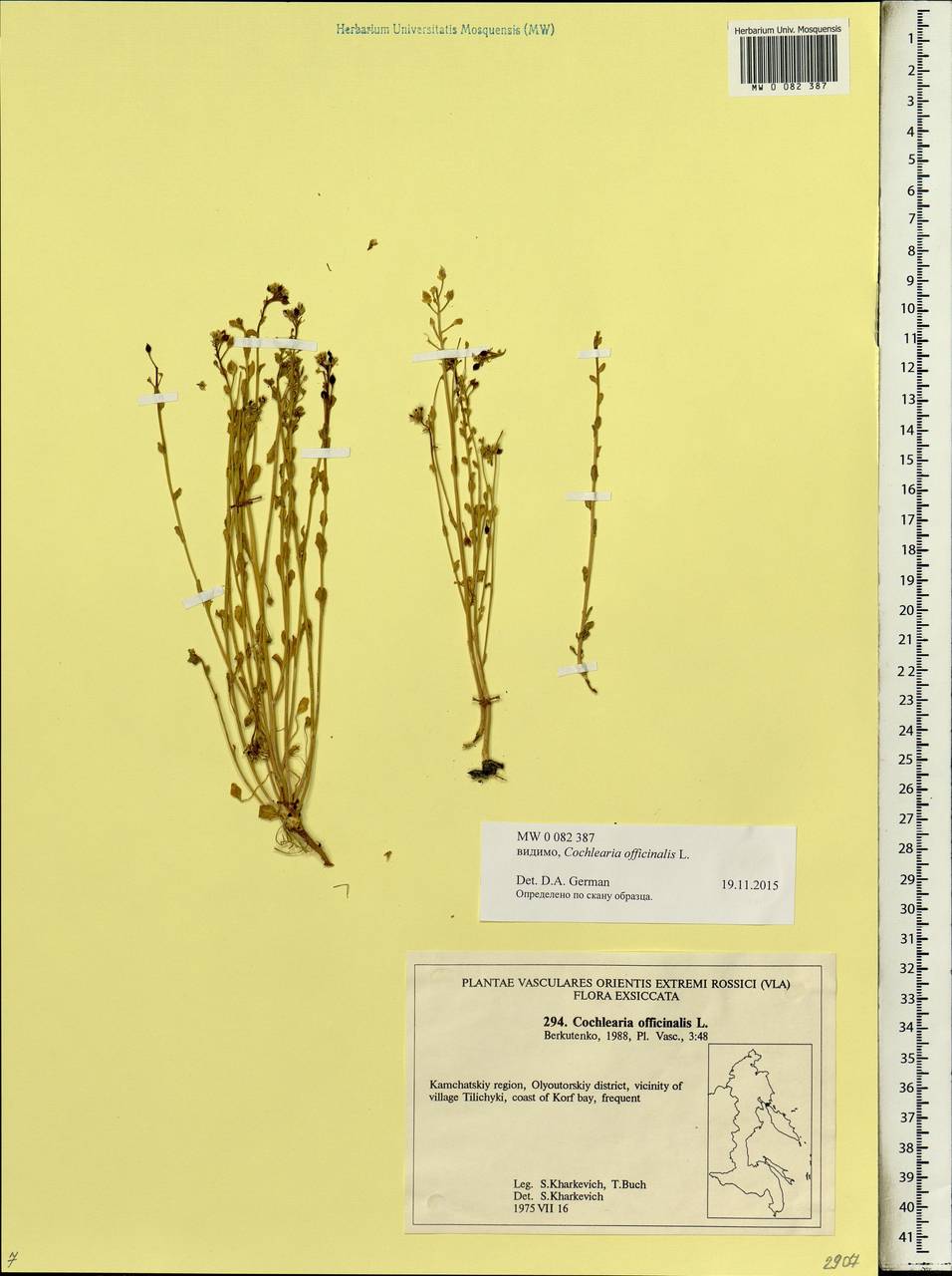 Cochlearia officinalis L., Siberia, Chukotka & Kamchatka (S7) (Russia)