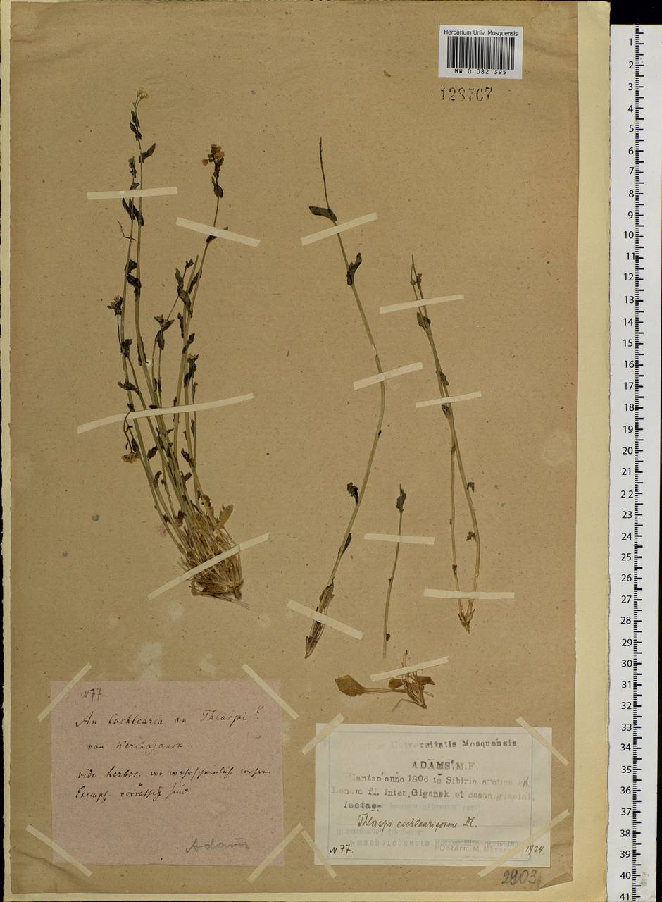 Noccaea thlaspidioides (Pall.) F.K.Mey., Siberia, Yakutia (S5) (Russia)