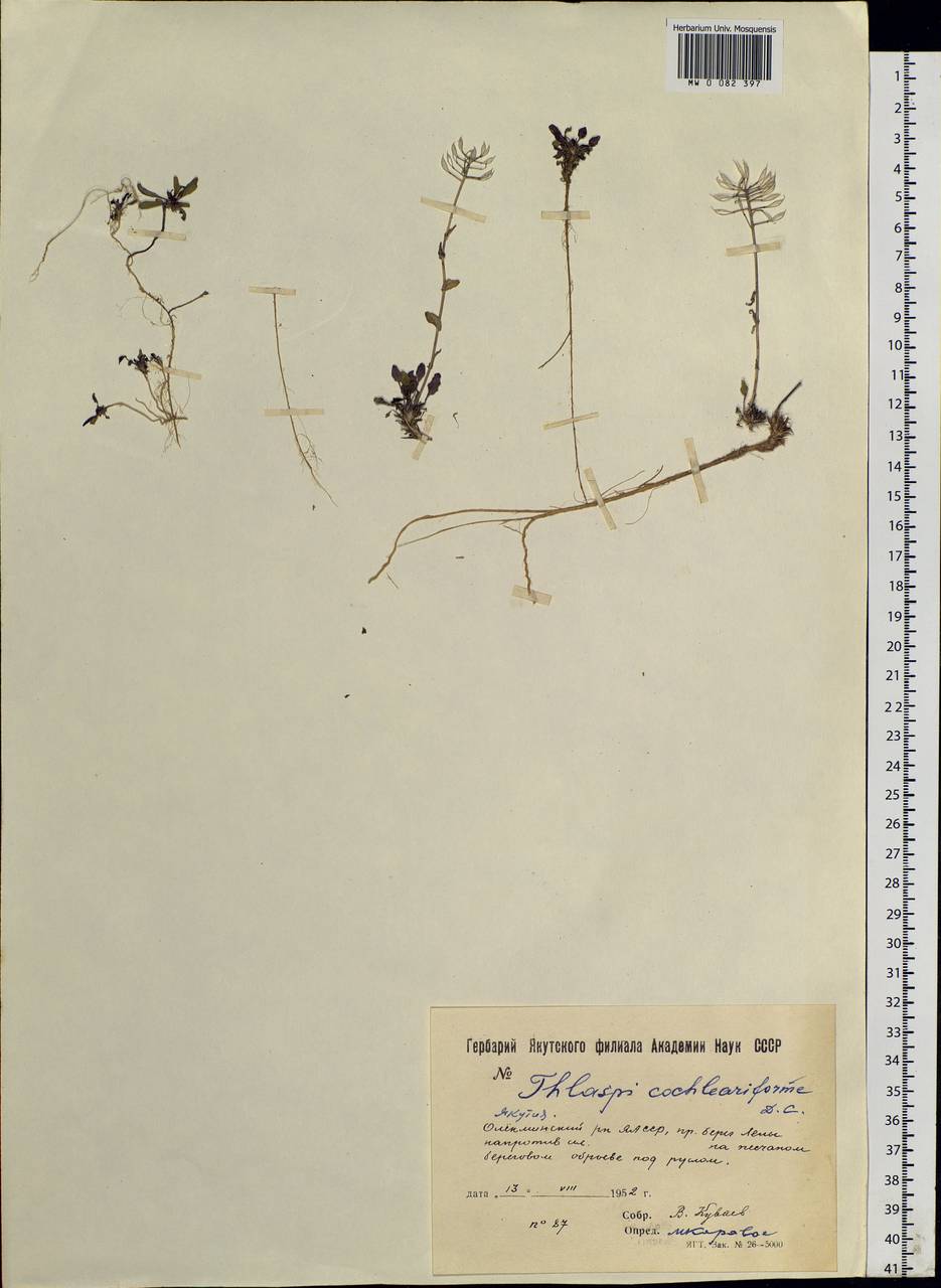 Noccaea cochleariforme (DC.) Á. Löve & D. Löve, Siberia, Yakutia (S5) (Russia)