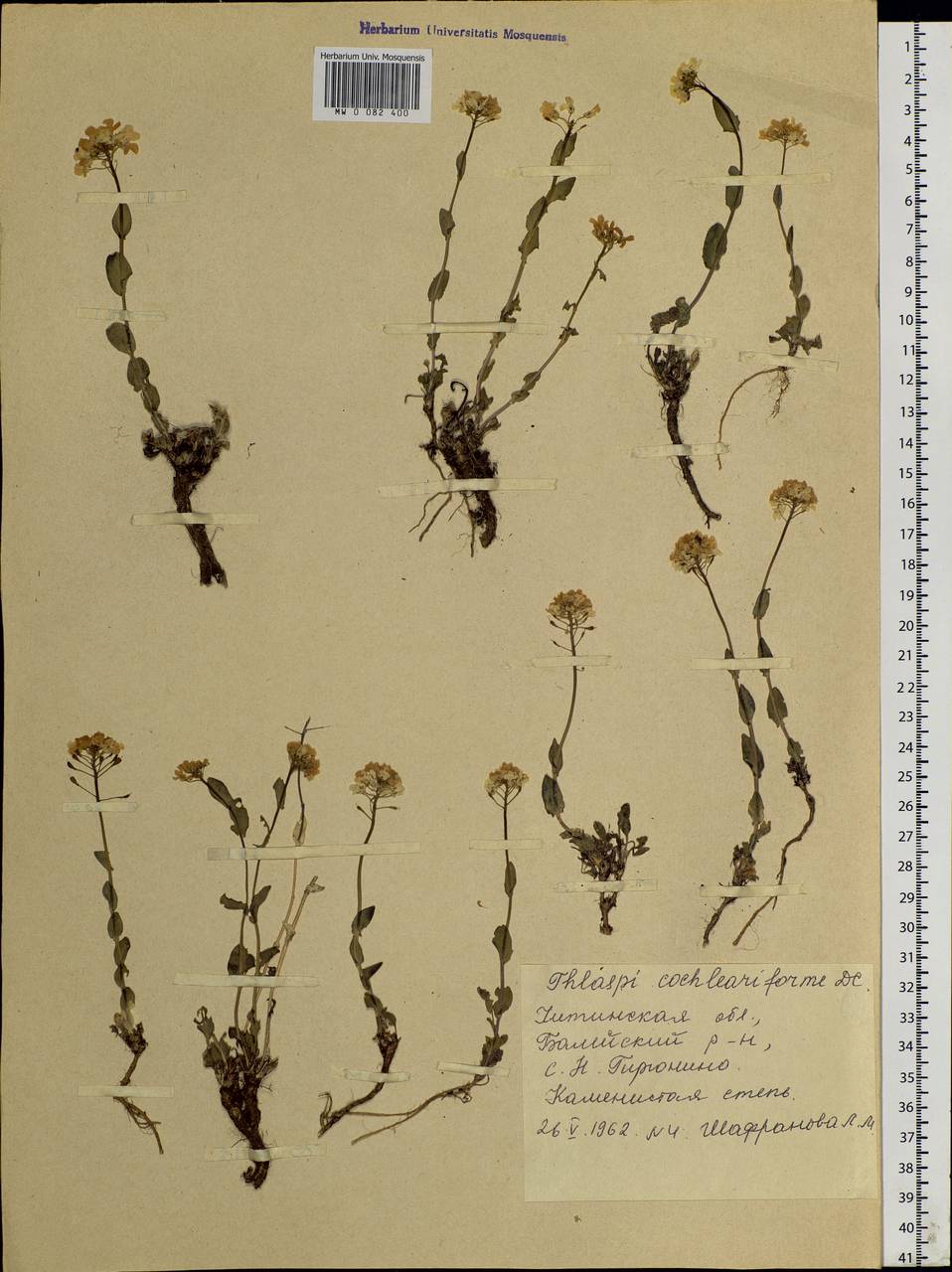 Noccaea cochleariforme (DC.) Á.Löve & D.Löve, Siberia, Baikal & Transbaikal region (S4) (Russia)