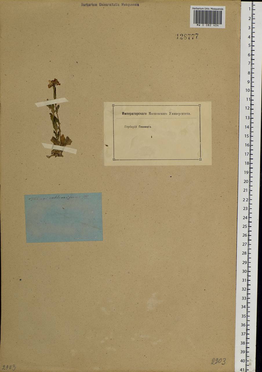 Noccaea cochleariforme (DC.) Á. Löve & D. Löve, Siberia, Baikal & Transbaikal region (S4) (Russia)