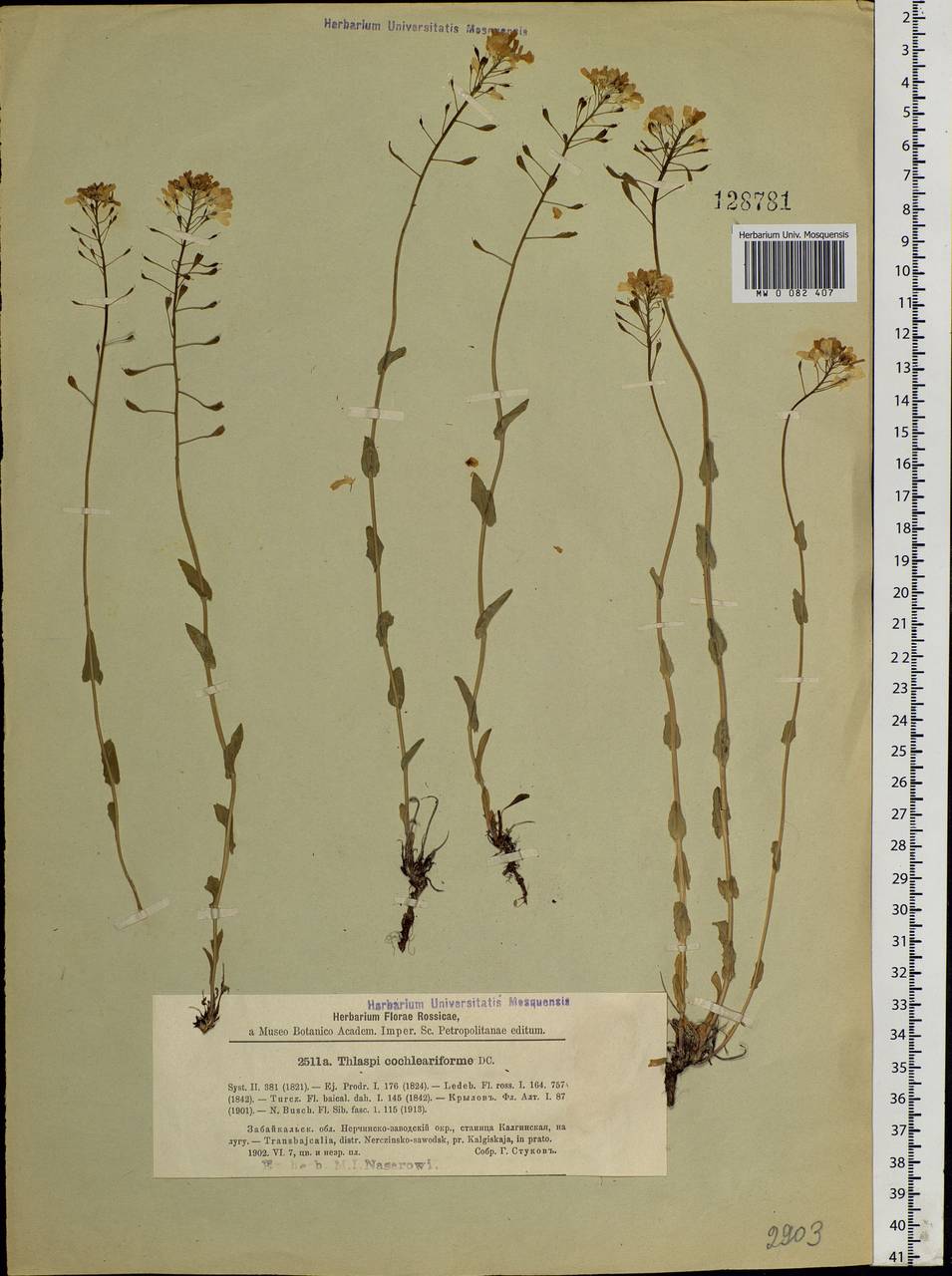 Noccaea thlaspidioides (Pall.) F.K.Mey., Siberia, Baikal & Transbaikal region (S4) (Russia)