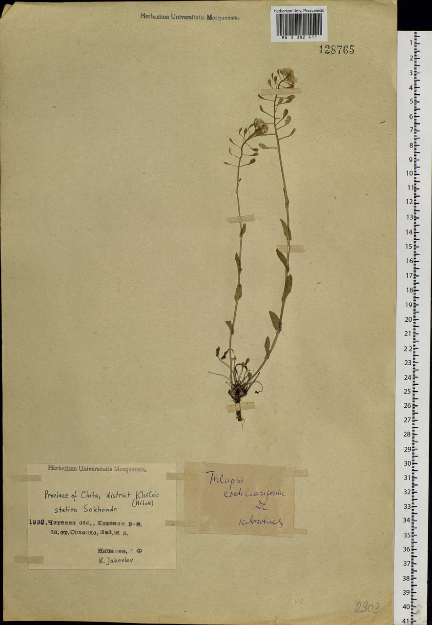 Noccaea cochleariforme (DC.) Á. Löve & D. Löve, Siberia, Baikal & Transbaikal region (S4) (Russia)