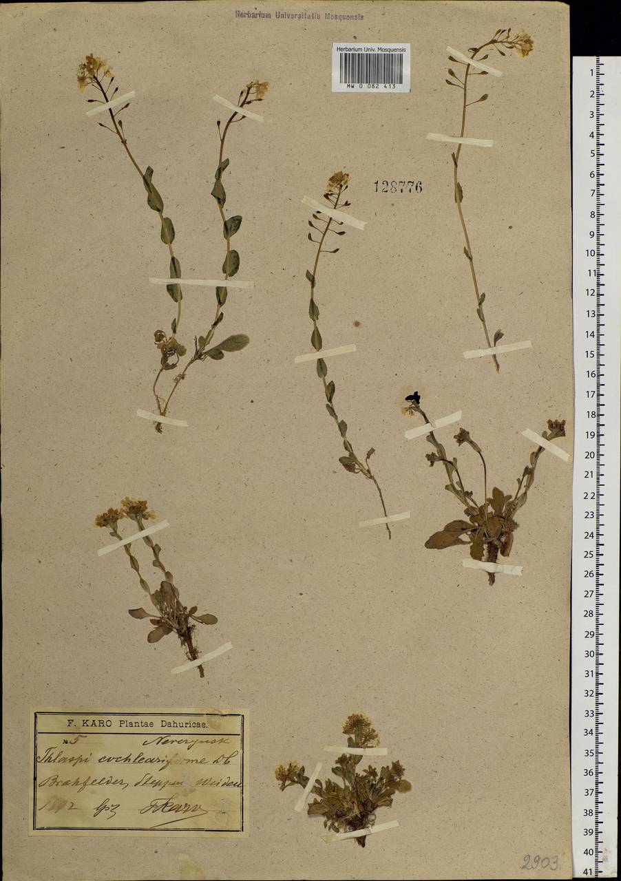 Noccaea cochleariforme (DC.) Á. Löve & D. Löve, Siberia, Baikal & Transbaikal region (S4) (Russia)