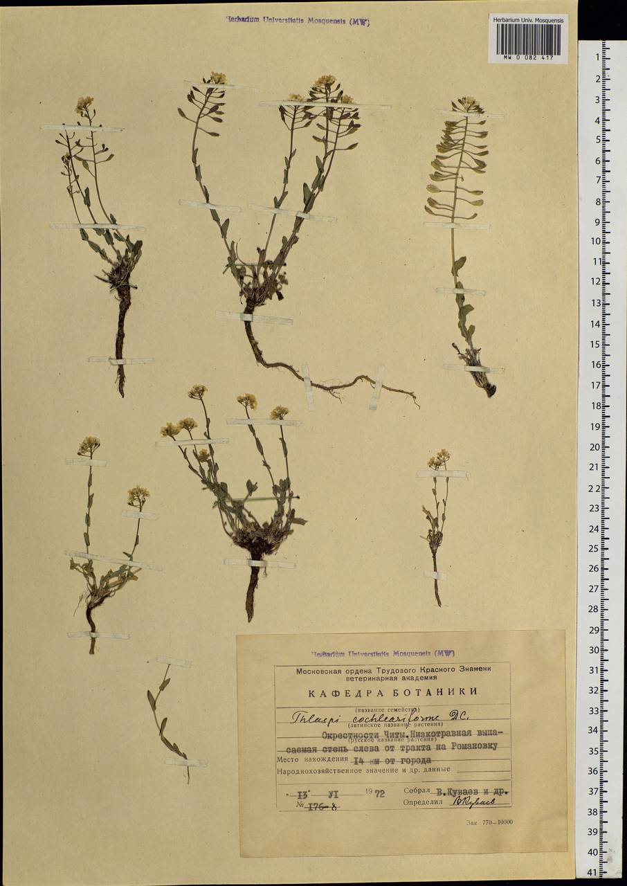 Noccaea cochleariforme (DC.) Á. Löve & D. Löve, Siberia, Baikal & Transbaikal region (S4) (Russia)