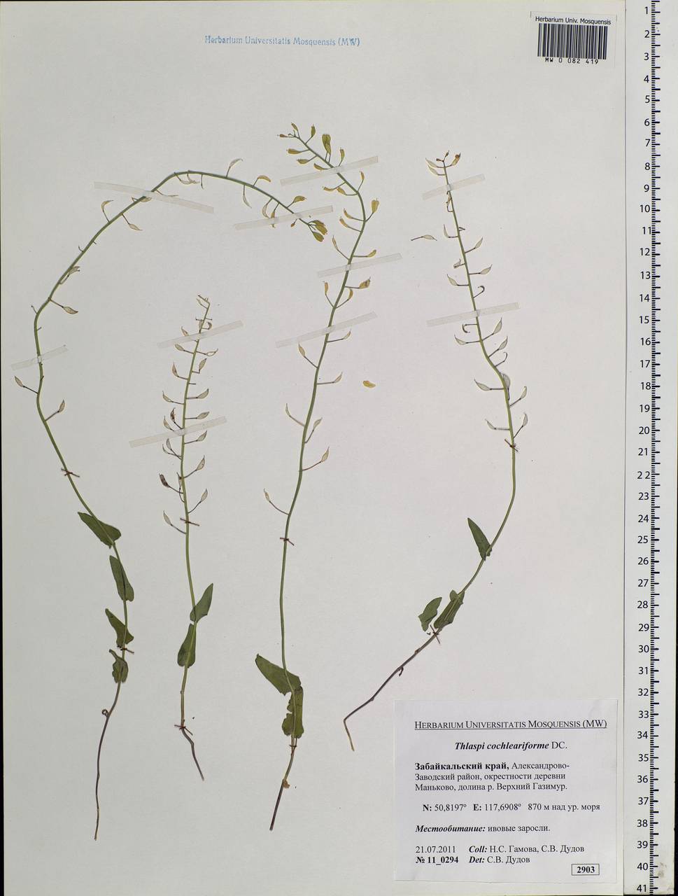 Noccaea cochleariforme (DC.) Á. Löve & D. Löve, Siberia, Baikal & Transbaikal region (S4) (Russia)