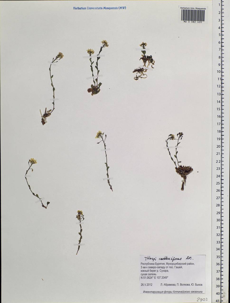Noccaea thlaspidioides (Pall.) F.K.Mey., Siberia, Baikal & Transbaikal region (S4) (Russia)