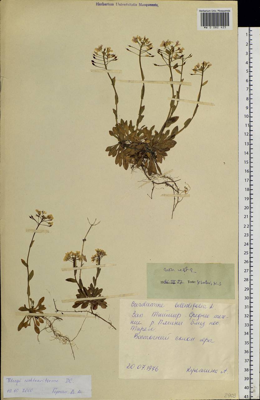 Noccaea cochleariforme (DC.) Á. Löve & D. Löve, Siberia, Central Siberia (S3) (Russia)