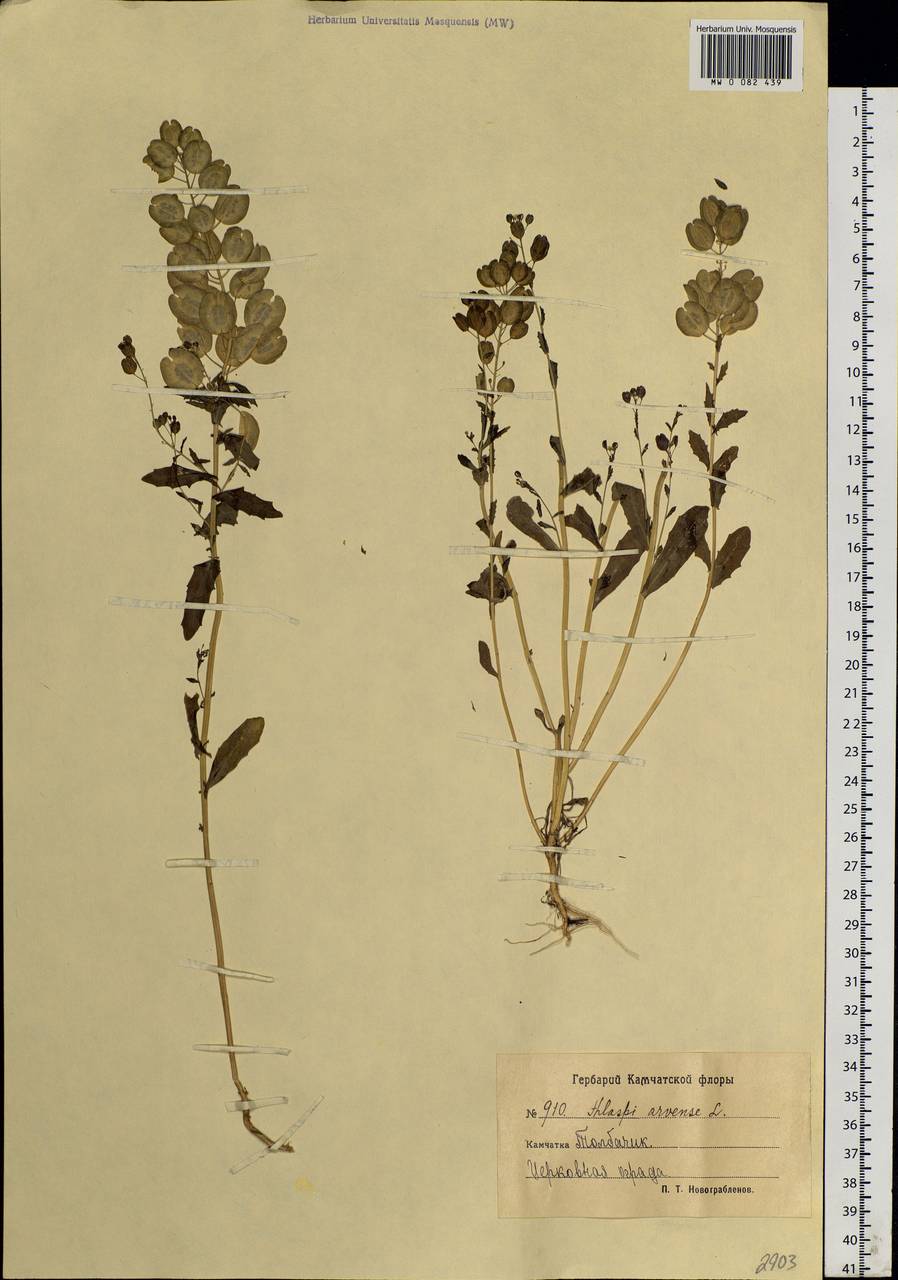 Thlaspi arvense L., Siberia, Chukotka & Kamchatka (S7) (Russia)