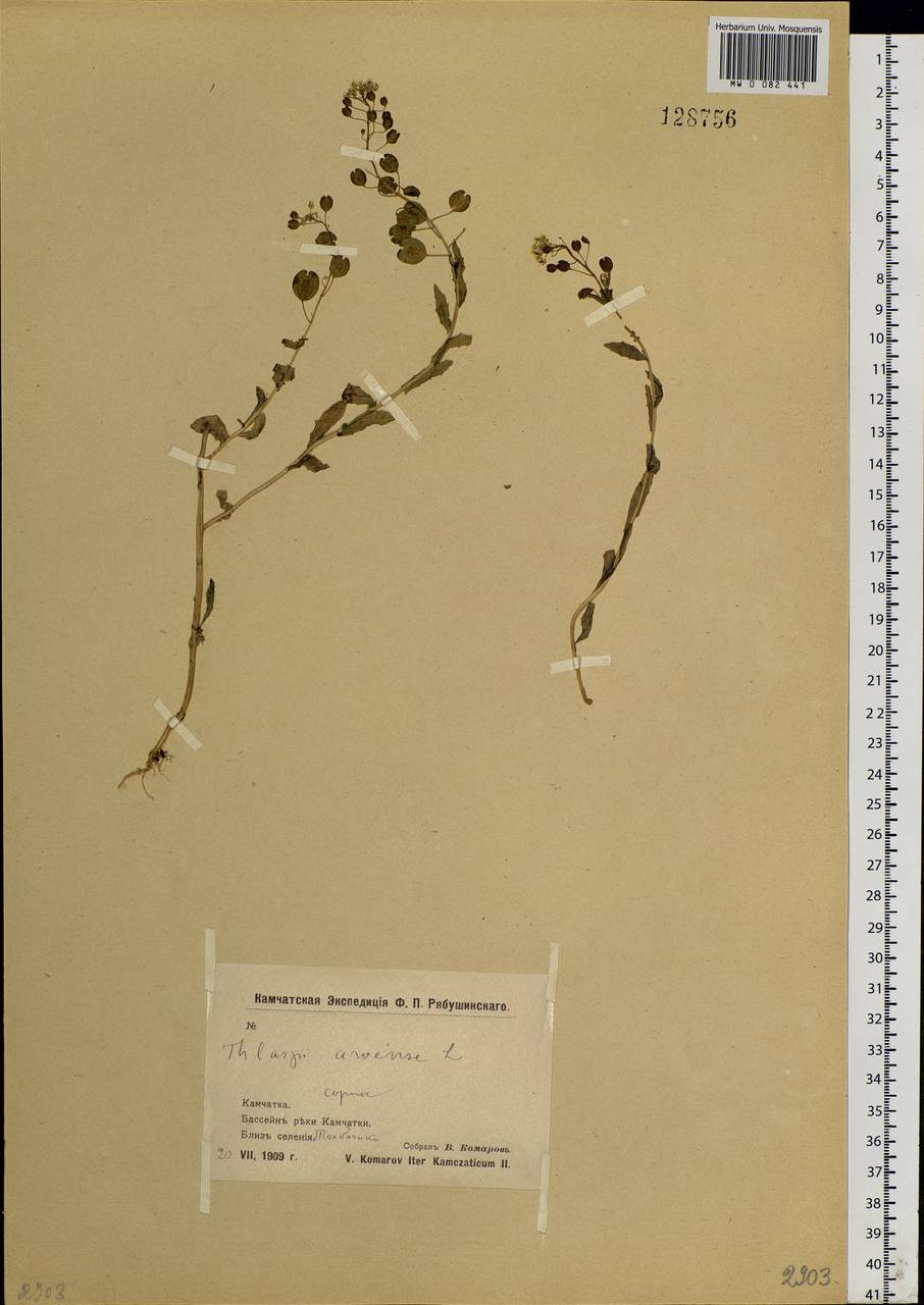 Thlaspi arvense L., Siberia, Chukotka & Kamchatka (S7) (Russia)