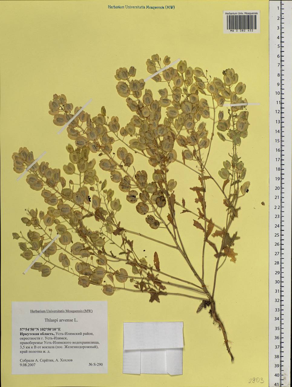 Thlaspi arvense L., Siberia, Baikal & Transbaikal region (S4) (Russia)