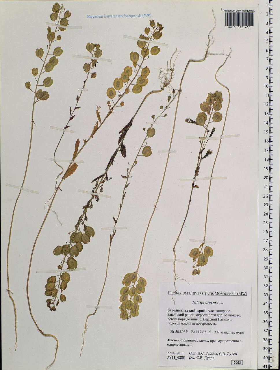 Thlaspi arvense L., Siberia, Baikal & Transbaikal region (S4) (Russia)