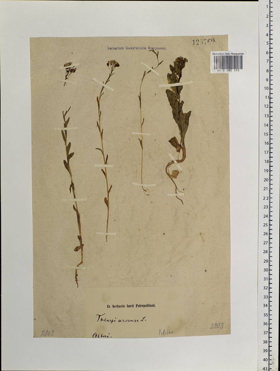 Thlaspi arvense L., Siberia, Altai & Sayany Mountains (S2) (Russia)