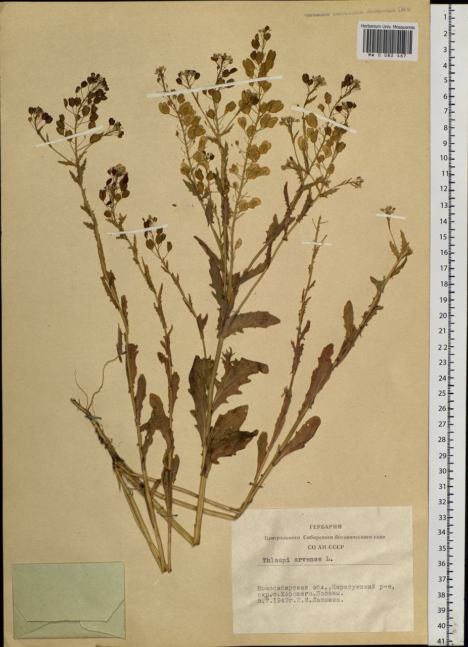 Thlaspi arvense L., Siberia, Western Siberia (S1) (Russia)