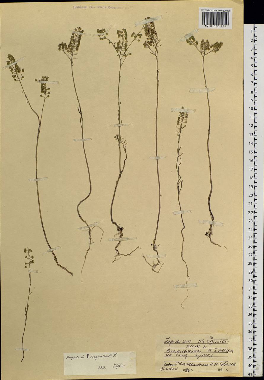 Lepidium virginicum L., Siberia, Russian Far East (S6) (Russia)