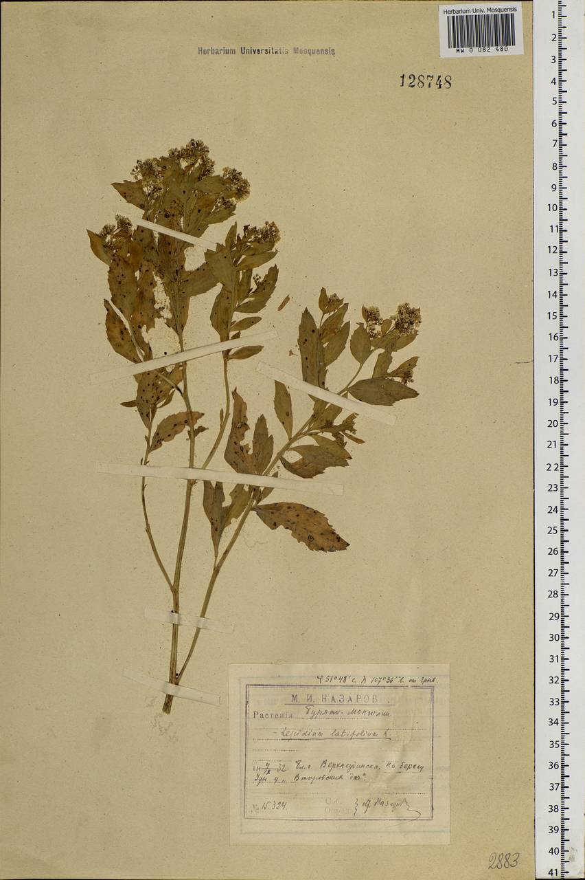 Lepidium latifolium L., Siberia, Baikal & Transbaikal region (S4) (Russia)