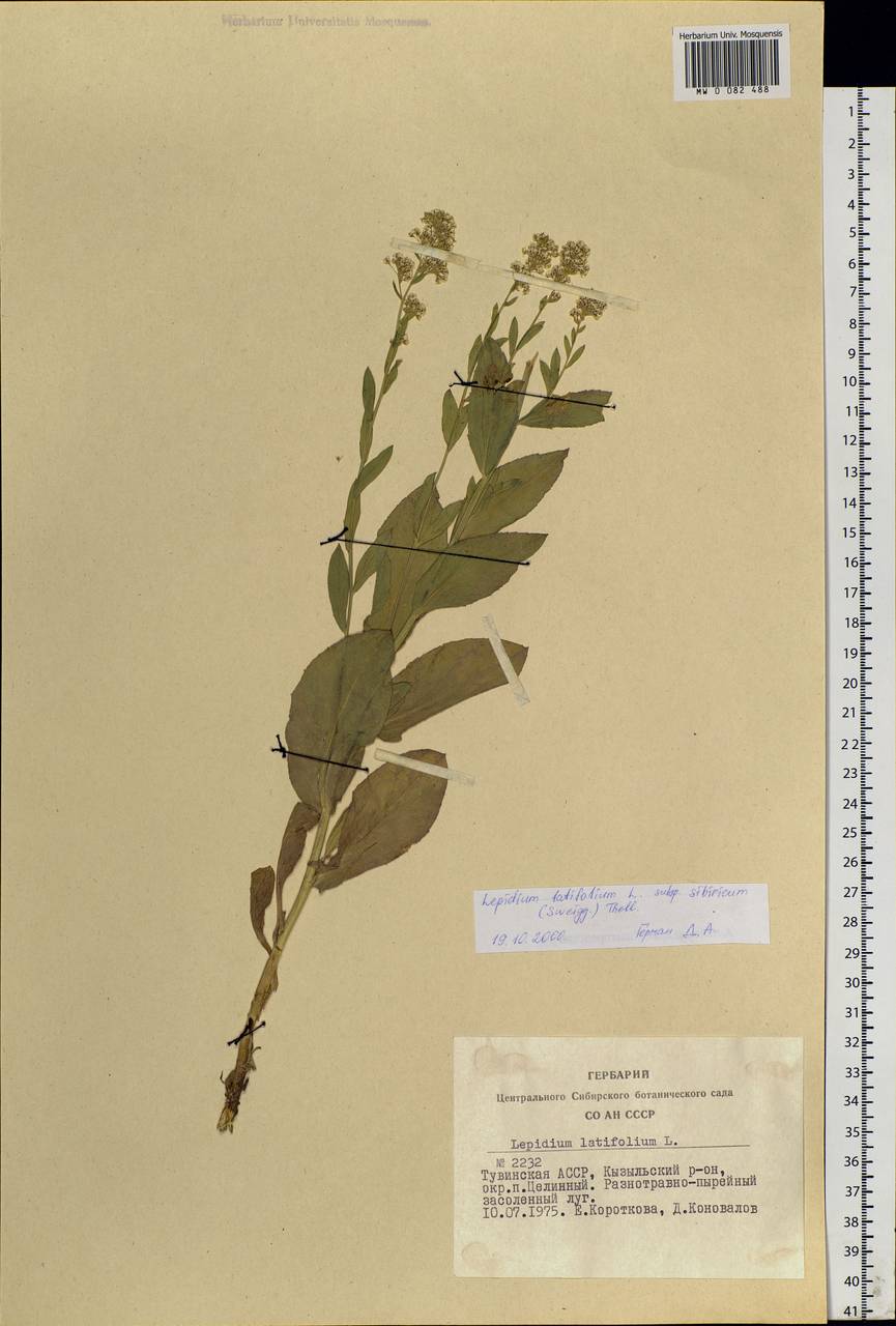 Lepidium latifolium L., Siberia, Altai & Sayany Mountains (S2) (Russia)