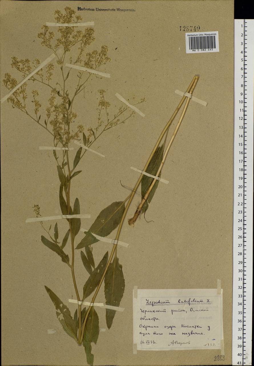 Lepidium latifolium L., Siberia, Western Siberia (S1) (Russia)