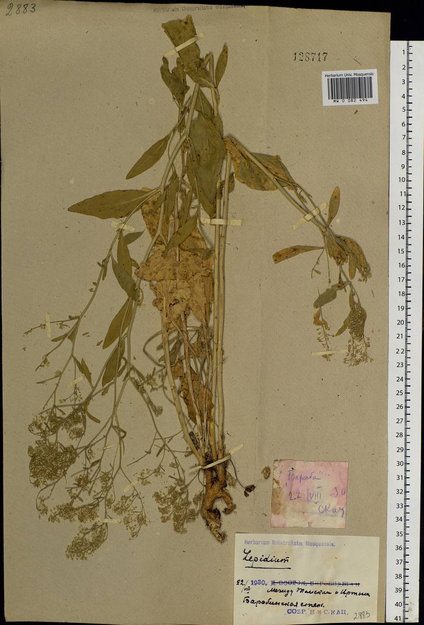 Lepidium latifolium L., Siberia, Western Siberia (S1) (Russia)