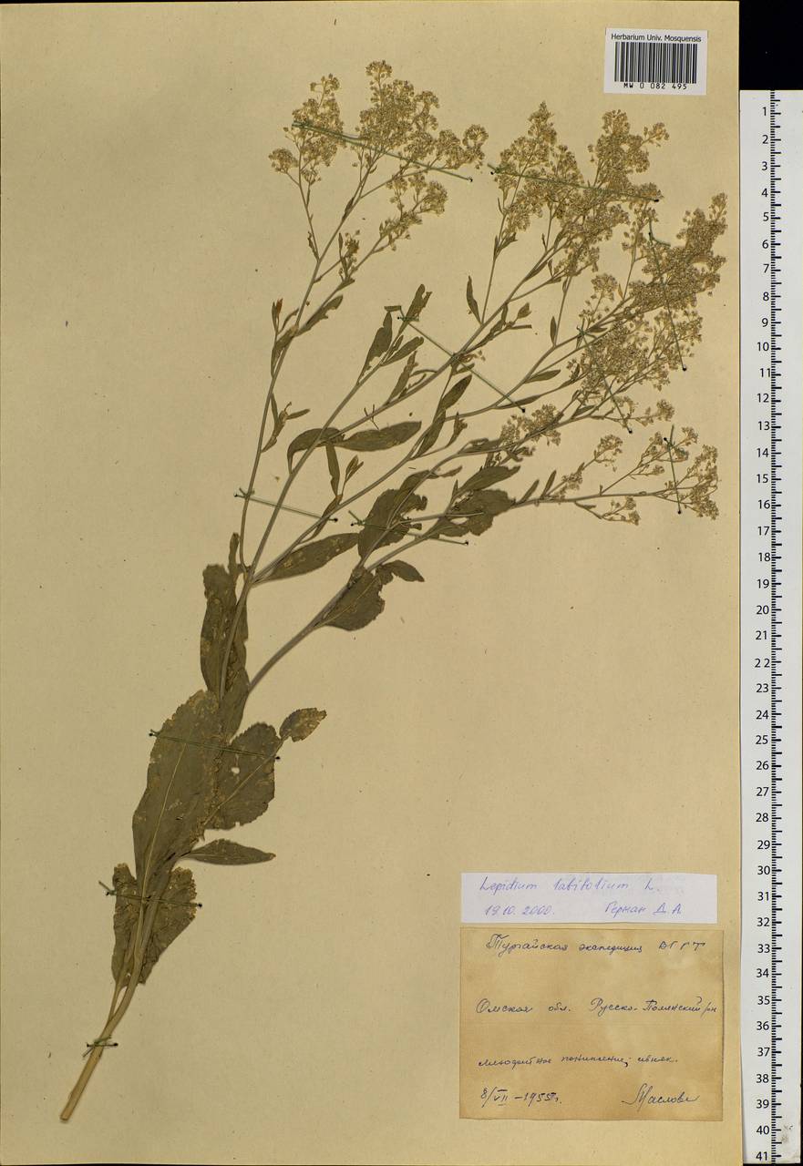 Lepidium latifolium L., Siberia, Western Siberia (S1) (Russia)