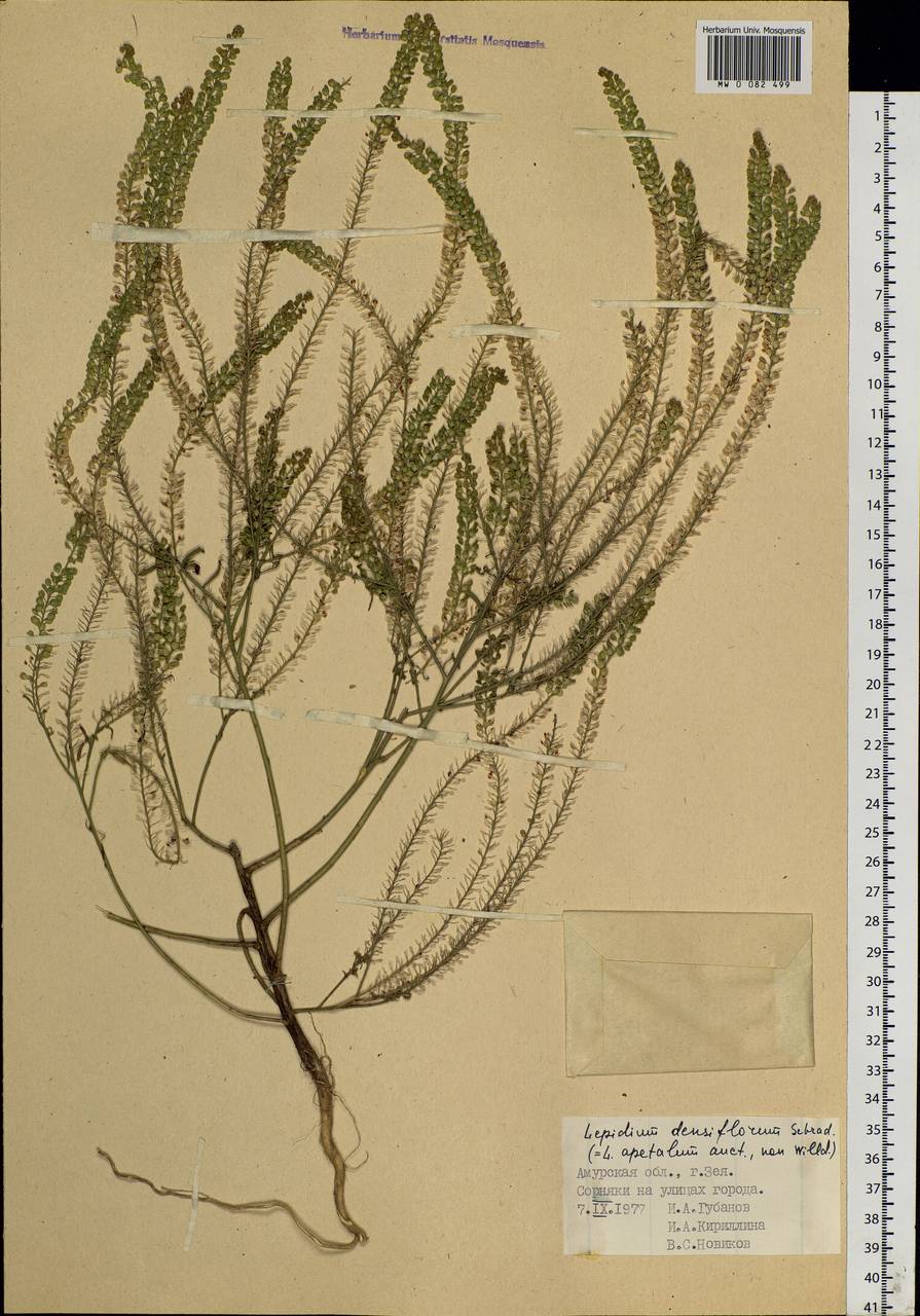 Lepidium densiflorum Schrad., Siberia, Russian Far East (S6) (Russia)