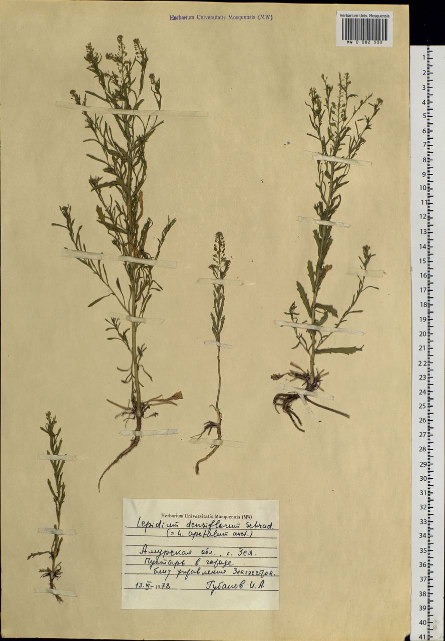 Lepidium densiflorum Schrad., Siberia, Russian Far East (S6) (Russia)