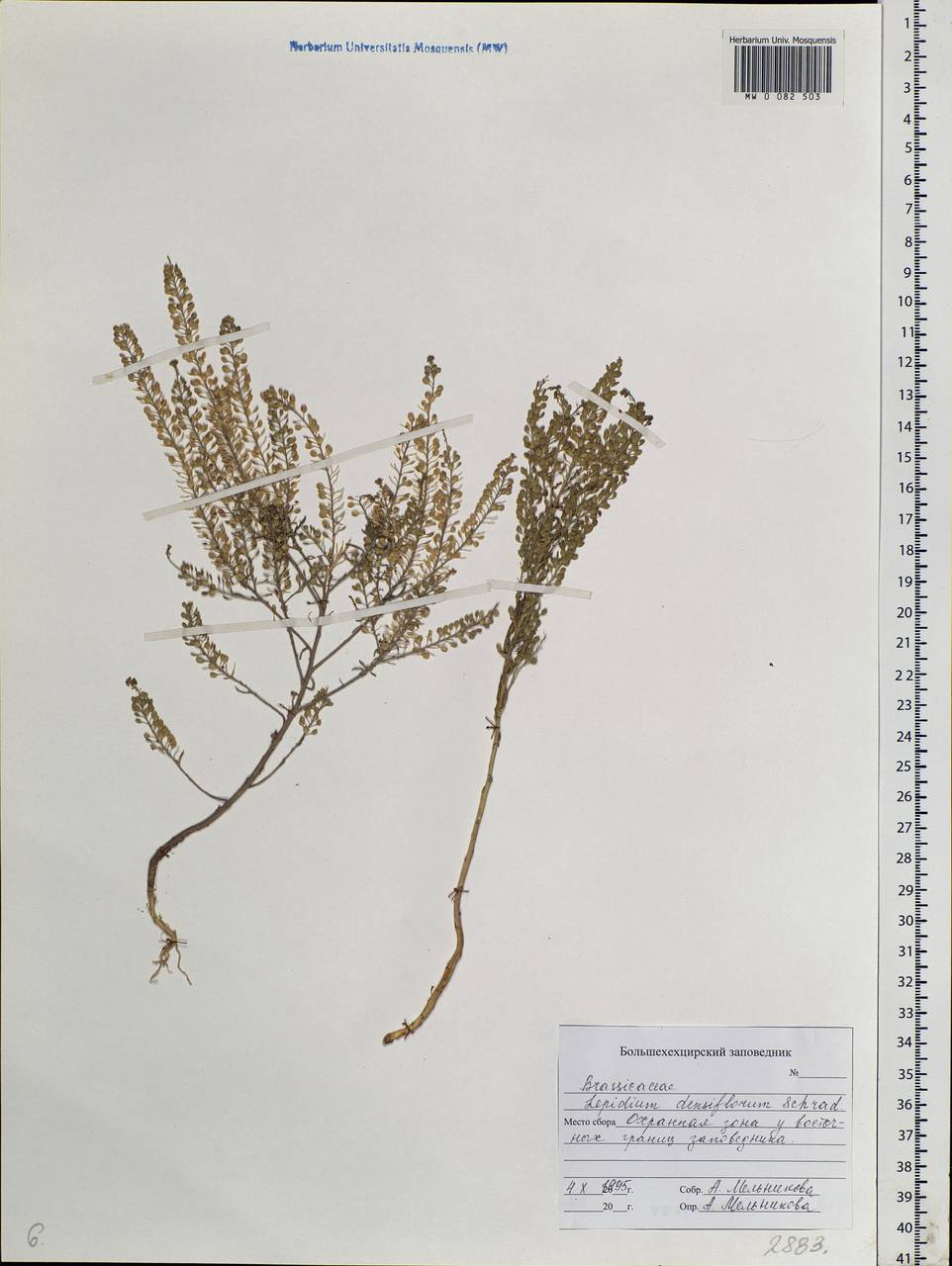 Lepidium densiflorum Schrad., Siberia, Russian Far East (S6) (Russia)