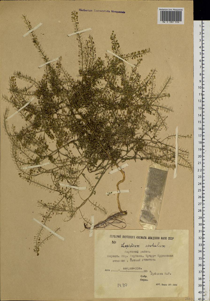 Lepidium densiflorum Schrad., Siberia, Yakutia (S5) (Russia)