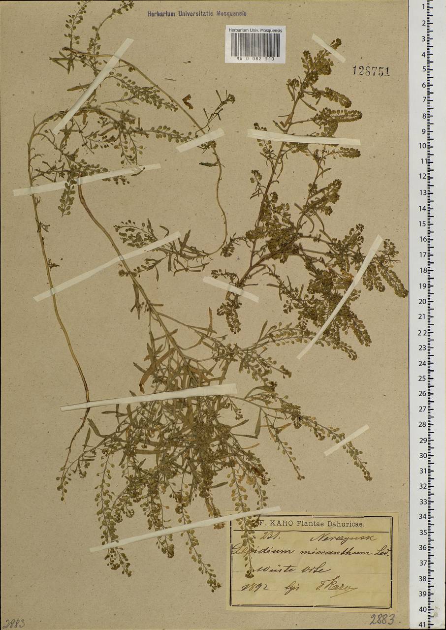 Lepidium densiflorum Schrad., Siberia, Baikal & Transbaikal region (S4) (Russia)