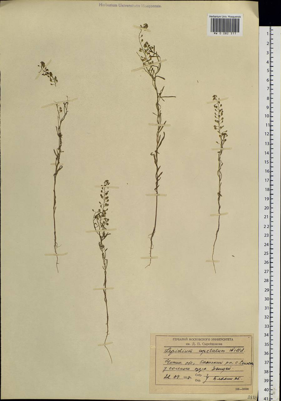 Lepidium densiflorum Schrad., Siberia, Baikal & Transbaikal region (S4) (Russia)