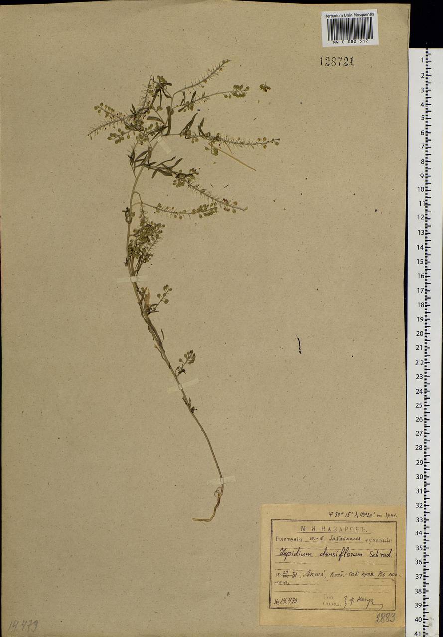 Lepidium densiflorum Schrad., Siberia, Baikal & Transbaikal region (S4) (Russia)