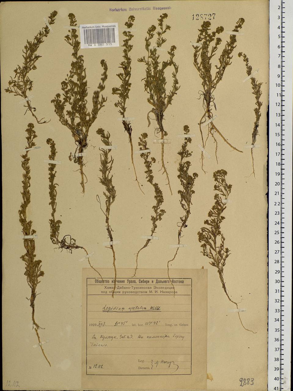 Lepidium densiflorum Schrad., Siberia, Baikal & Transbaikal region (S4) (Russia)